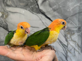Hand-Rearing Friendly Baby Super Tame Caique Parrot