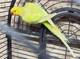 Breeder female ringneck