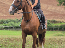 16.2hh ID super sweet uncomplicated ride