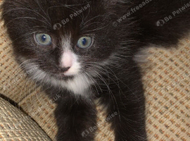 two kittens one male one female