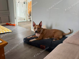 Bully breed cross