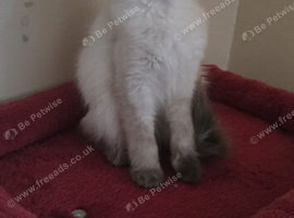 Stunning pure breed ragdoll