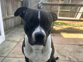 Hugo