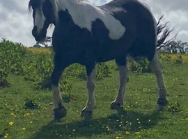 Beautiful coloured cob mare