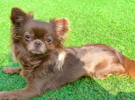 Kc reg choc female chihuahua