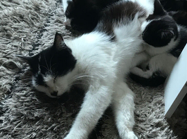 Kittens for sale