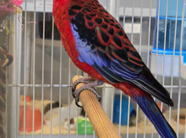 Red pennant Rosella male