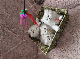 Pure British Longhaired white-silver kittens