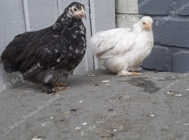 Pekin bantam chickens