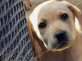 One 12 week male lab pup and one female 10 weeks