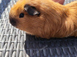 Cali female guinea pigs x3
