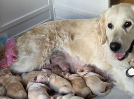Golden retriever pups  only  3 males available  absolutely stunning litter