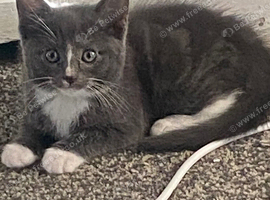 Beautiful ragdoll x American maincoon x Russian blue kittens.