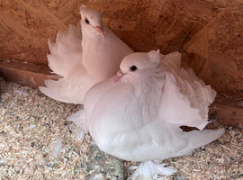 Indian Faintail Breeding pair