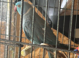 Male Indian ringneck