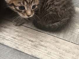 Kittens x 4