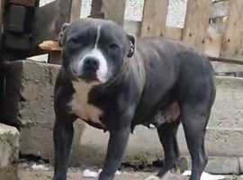 Female staffy for rehome
