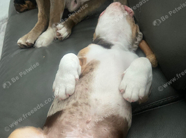 Mix breed / olde double bulldog