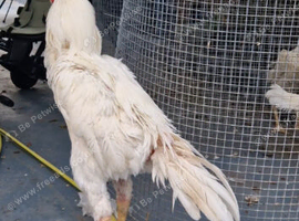 Strong Shamo for sale
