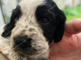 Beautiful blue roan cocker spaniel puppies for sale
