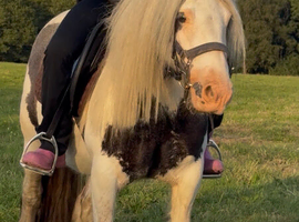 For sale henny 6yo cob mare