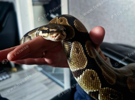 Ball python