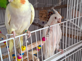 Beautiful pair of silly tame baby cockatiels and thier friends a pair of beautiful show budgies