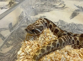 1yr Old Female Hognose