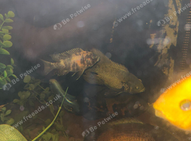 long fin oscar 7 inch free