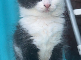 1 kitten girl looking home