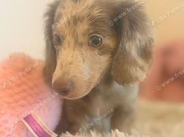 Beautiful Merle Dachshund Puppies Available! ️