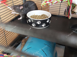 2 male rats 5 months old