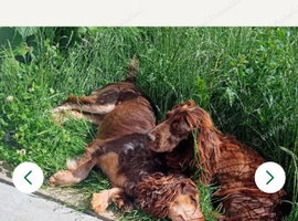 Working cocker spaniel puppies