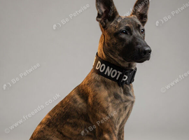 Belgian Malinois / Dutch Herder Girl rehome