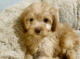 Five beautiful F1B Cockapoo puppies looking for loving homes ️