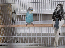 Male budgie