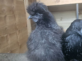 2 month old silkie cockrel