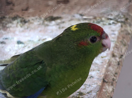 Young Kakariki