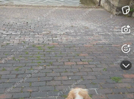 2 year old cocker spaniel 700 open to offers