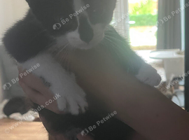Tuxedo kittens 8 week old