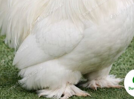 Bantam cockrill