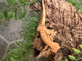 Baby crested geckos