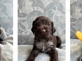 Kc reg german wirehaired pointer puppies for sale