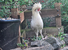 Polish silkie cockerel