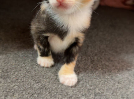 4 gorgeous kittens ready in 4 weeks time