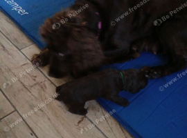 Beuitiful sprocker puppies