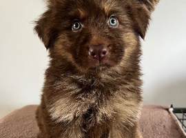 German Shepherd Puppies Liver & Tan Isabella & Tan