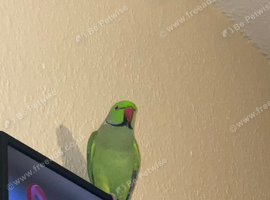 Male Indian ringneck parrot