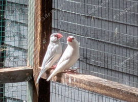 white java sparrows