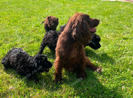 Tiny f1 cockapoo puppys ( just 1 girl now available)